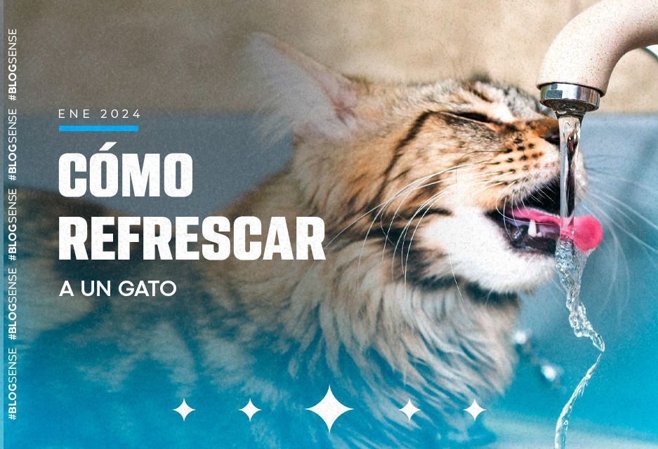 Cómo refrescar a un gato